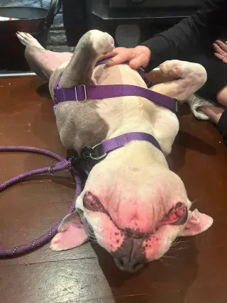 Piglette