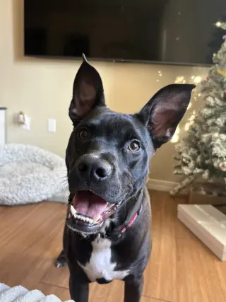 Rocco