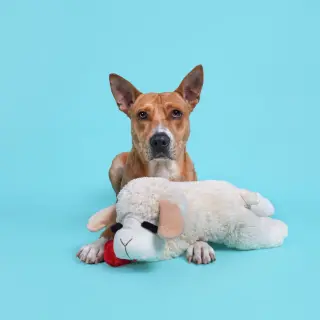 Frankie
