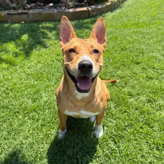 Frankie