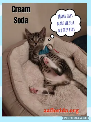 Cream Soda