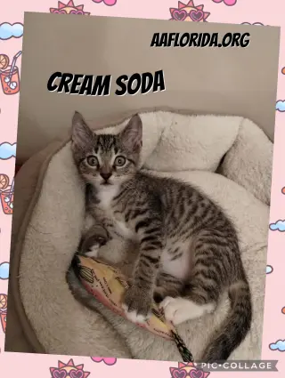 Cream Soda