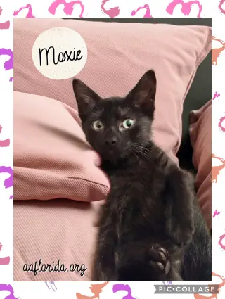 Moxie