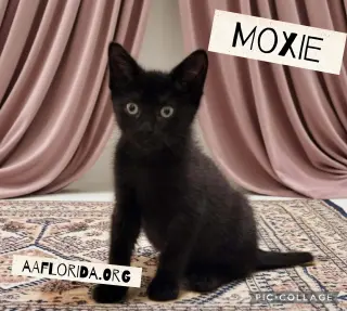 Moxie