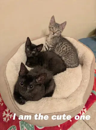 Moxie