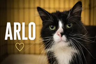 Arlo (FCID# 04/22/2026 - 35 Middletown PS) C