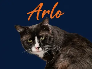 Arlo (FCID# 04/22/2026 - 35 Middletown PS) C