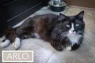 Arlo (FCID# 04/22/2026 - 35 Middletown PS) C