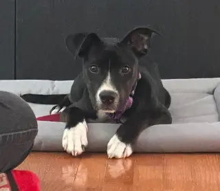 Loki