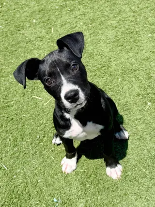 Loki