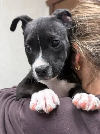 Loki