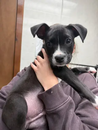 Loki