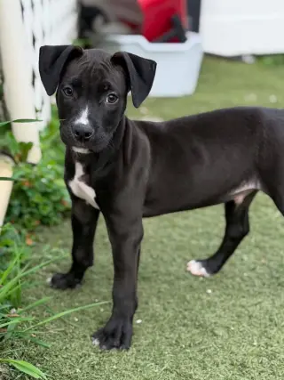 Linus