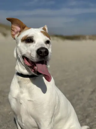 Ellie - (Courtesy)