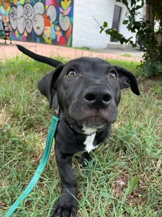 Knox