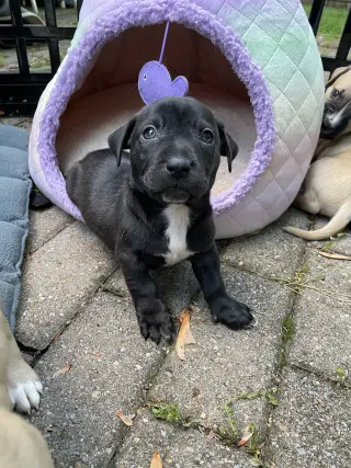 Knox