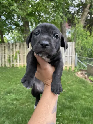 Knox