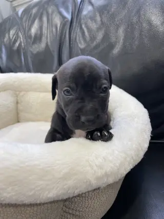 Knox