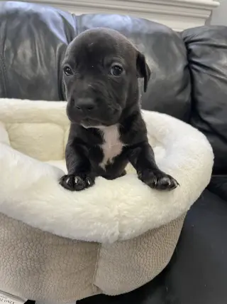 Knox