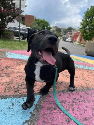 Knox