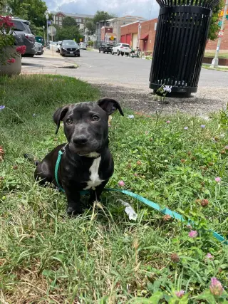Knox