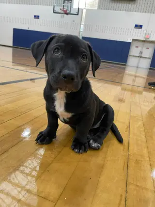 Knox