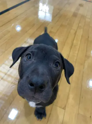 Knox