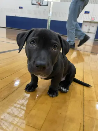 Knox