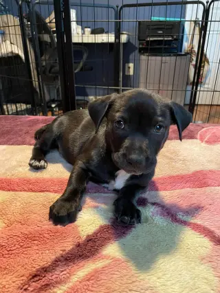 Knox