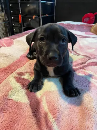 Knox