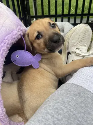 Kobe