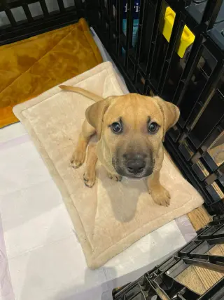 Kobe