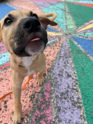 Kobe