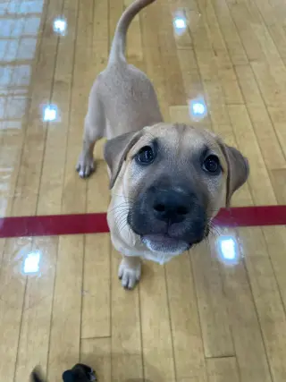 Kobe