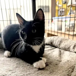 Nyssa