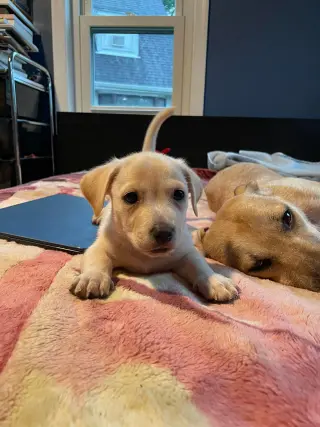 Kai