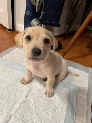Kai