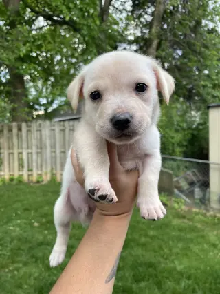 Kai