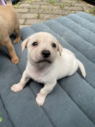 Kai