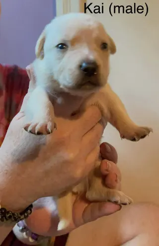 Kai
