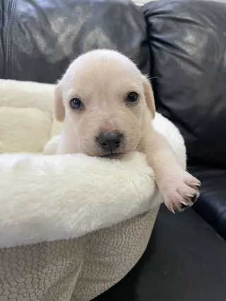 Kai