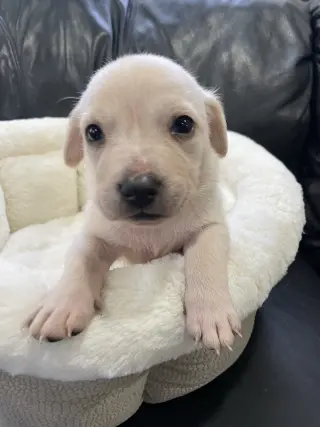 Kai