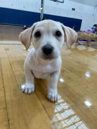 Kai