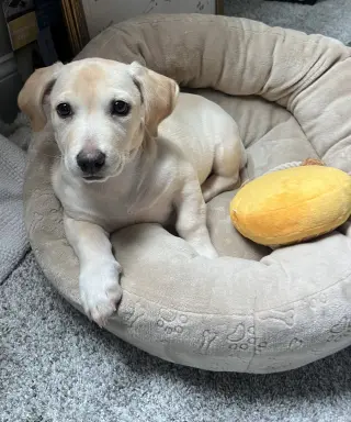 Kai