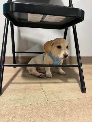 Kai
