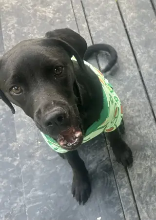 Nova