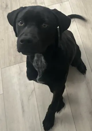 Nova