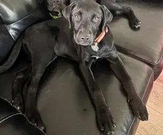 Nova