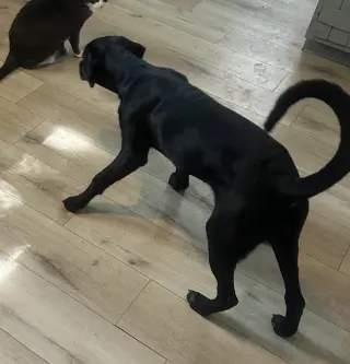 Nova
