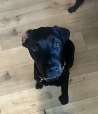 Nova